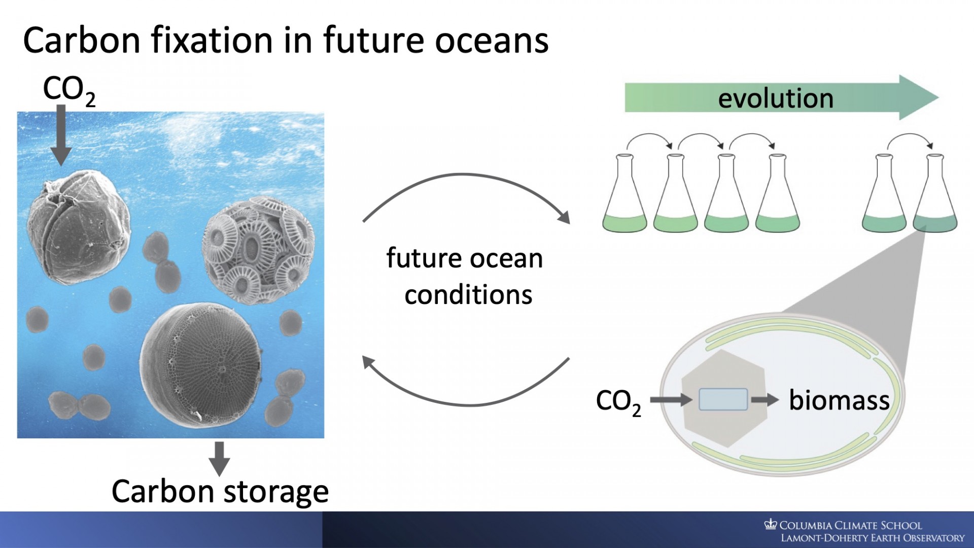 Image of marine algae and cyanobacteria