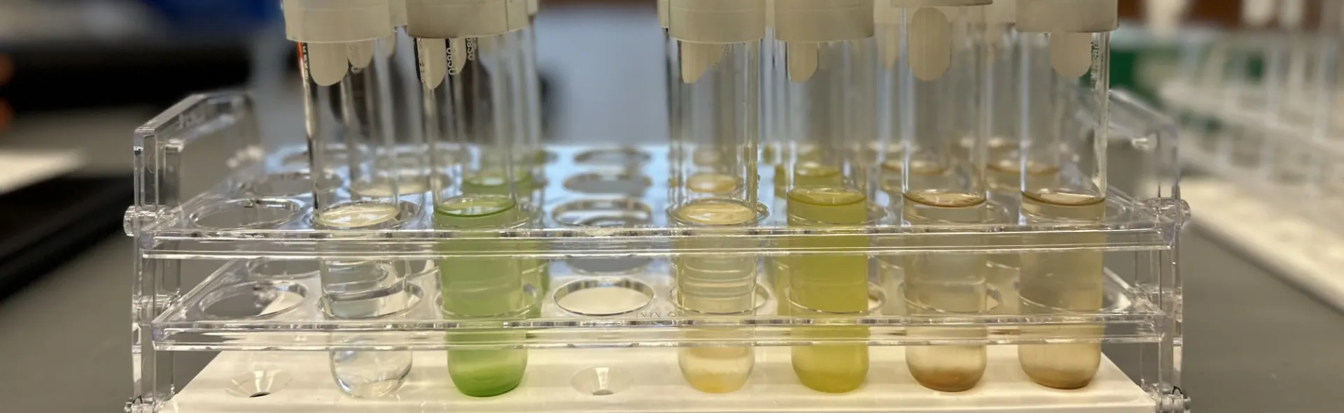 Culture tubes containing phytoplankton